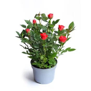   Natural Rose Plant